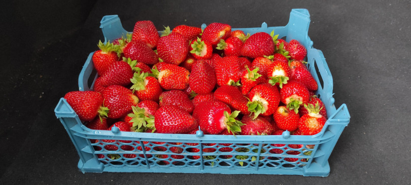 klubnika-domasnyaya-ocen-vkusnaya-i-aromatnaya-big-1