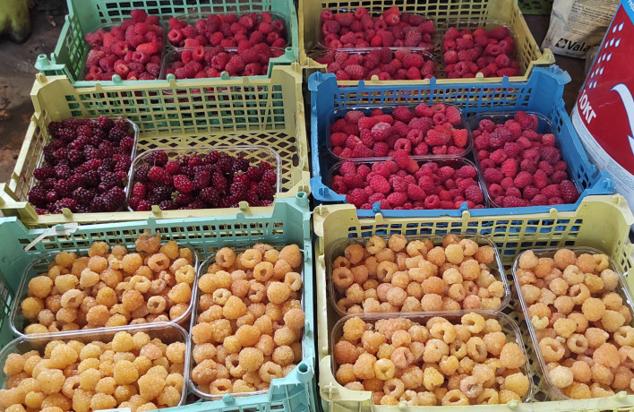 klubnika-domasnyaya-ocen-vkusnaya-i-aromatnaya-big-3
