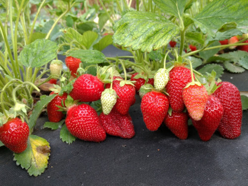 klubnika-domasnyaya-ocen-vkusnaya-i-aromatnaya-big-2