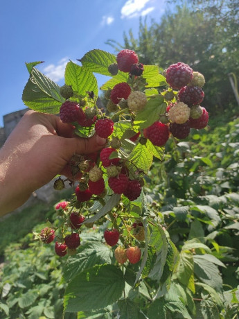 klubnika-domasnyaya-ocen-vkusnaya-i-aromatnaya-big-4