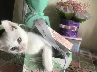 Отдам кошечку в хорошие руки