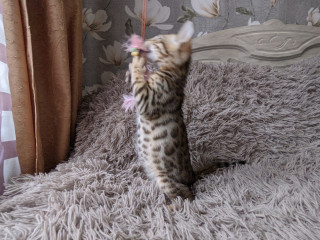 Продажа породистого котёнка бенгальской породы