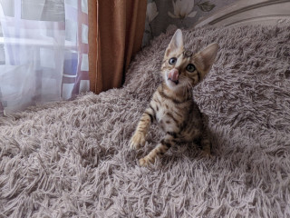 Продажа породистого котёнка бенгальской породы