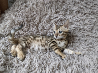 Продажа породистого котёнка бенгальской породы