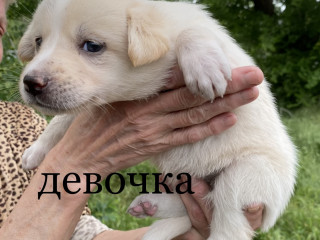 Щенки в дар