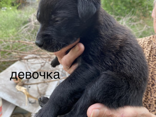 Щенки в дар