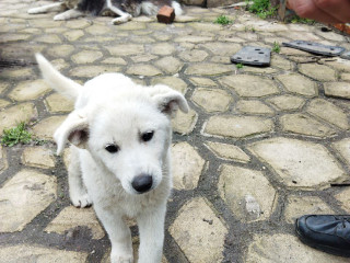 Классный щенок В хорошие руки