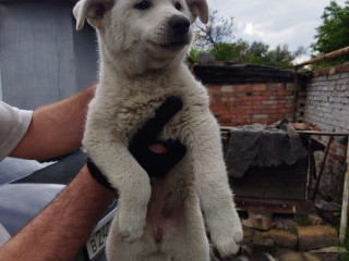 Классный щенок В хорошие руки