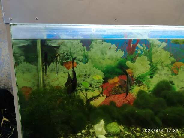 akvarium-s-rasteniyami-i-rybkami-big-2