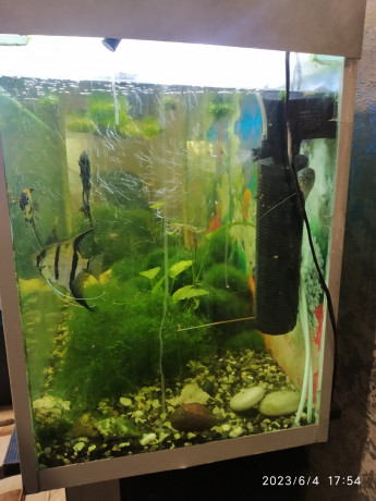 akvarium-s-rasteniyami-i-rybkami-big-1