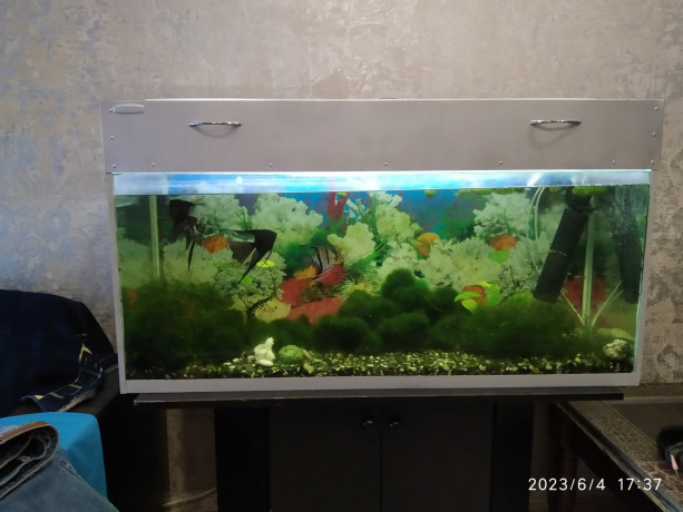 akvarium-s-rasteniyami-i-rybkami-big-3
