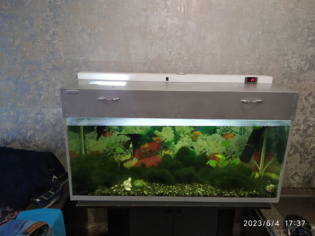akvarium-s-rasteniyami-i-rybkami-big-4