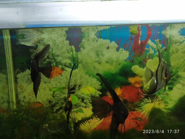 akvarium-s-rasteniyami-i-rybkami-big-5