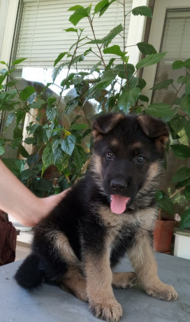 bronirovanie-shhenkov-nemeckoi-ovcarki-big-5