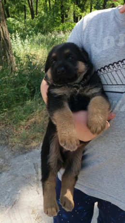 bronirovanie-shhenkov-nemeckoi-ovcarki-big-3