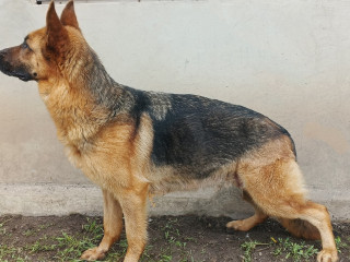 shhenki-nemeckoi-ovcarki-big-1