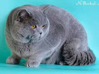 Британский котяра на вязку