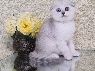 Котёнок