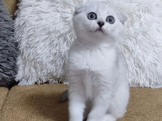 Котёнок