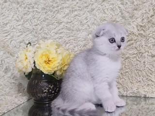 Котёнок