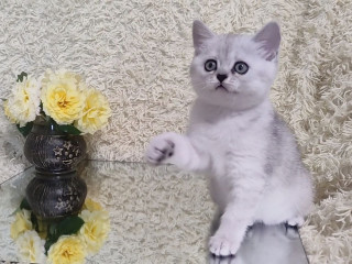 Котёнок