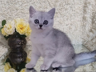 Котёнок