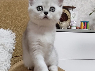 Котёнок