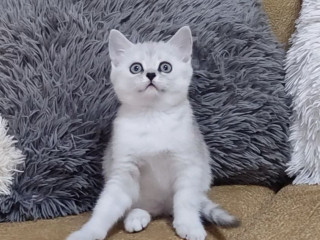 Котёнок