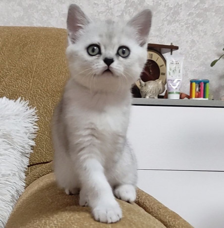 kotyonok-big-3