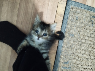 Котята в добрые ручки