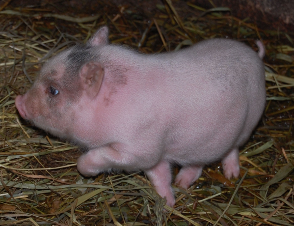vetnamskie-porosyata-big-0