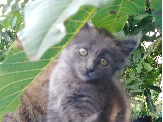 Серенький котенок