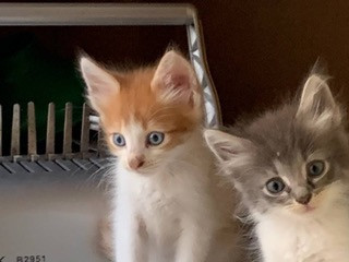 Красивые котята в добрые руки