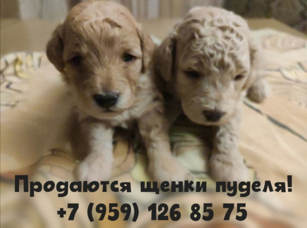 shhenki-pudelya-big-0