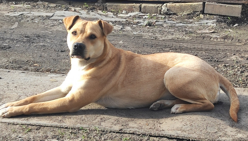 otdam-v-xorosie-ruki-big-0