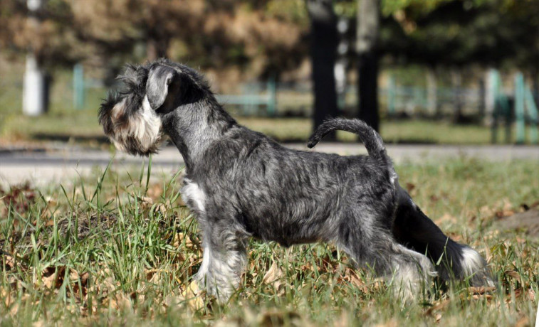 shhenok-cvergsnaucera-big-2