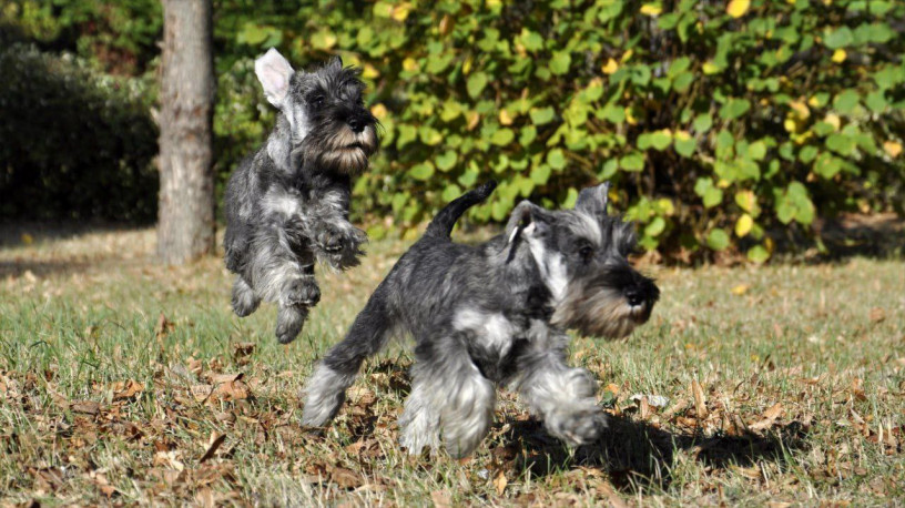 shhenok-cvergsnaucera-big-1