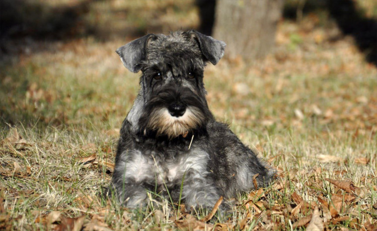 shhenok-cvergsnaucera-big-0