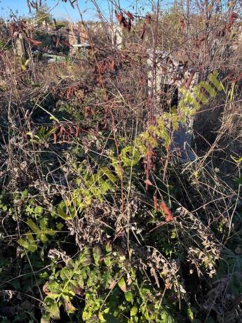 uborka-mogil-na-kladbishhe-xarcyzsk-ilovaisk-big-1