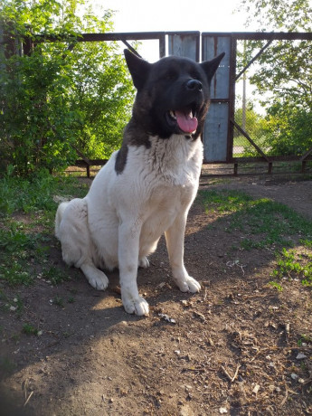 akita-ksu-devocka-big-2