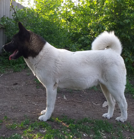 akita-ksu-devocka-big-0