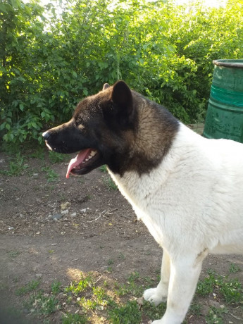 akita-ksu-devocka-big-1