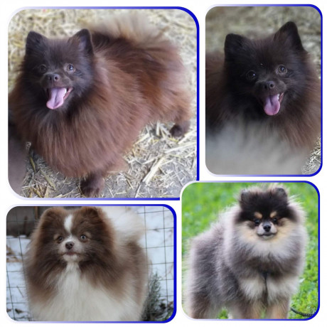 malciki-i-devocka-yarkix-okrasov-podroshhennye-big-0