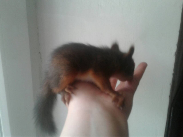 belki-i-belcata-v-nalicii-big-1