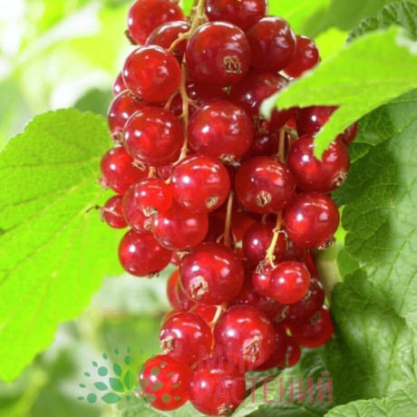 sazency-maliny-ezeviki-smorodiny-big-2