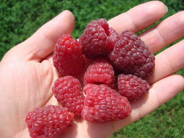 sazency-maliny-ezeviki-smorodiny-big-1
