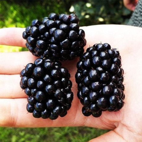 sazency-maliny-ezeviki-smorodiny-big-4