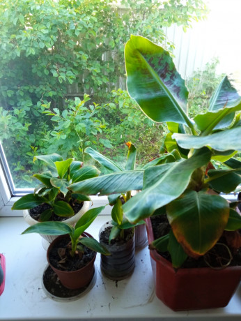banan-karlikovyi-big-0