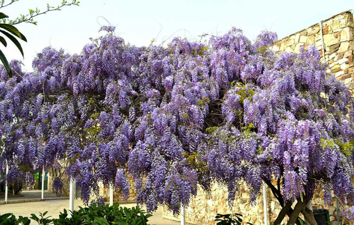 sortovaya-gliciniya-visteriya-sierra-madre-big-2