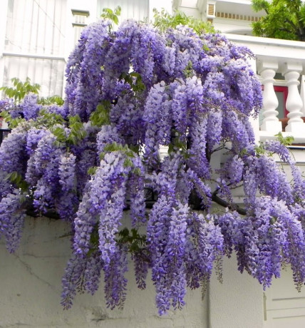 sortovaya-gliciniya-visteriya-sierra-madre-big-3